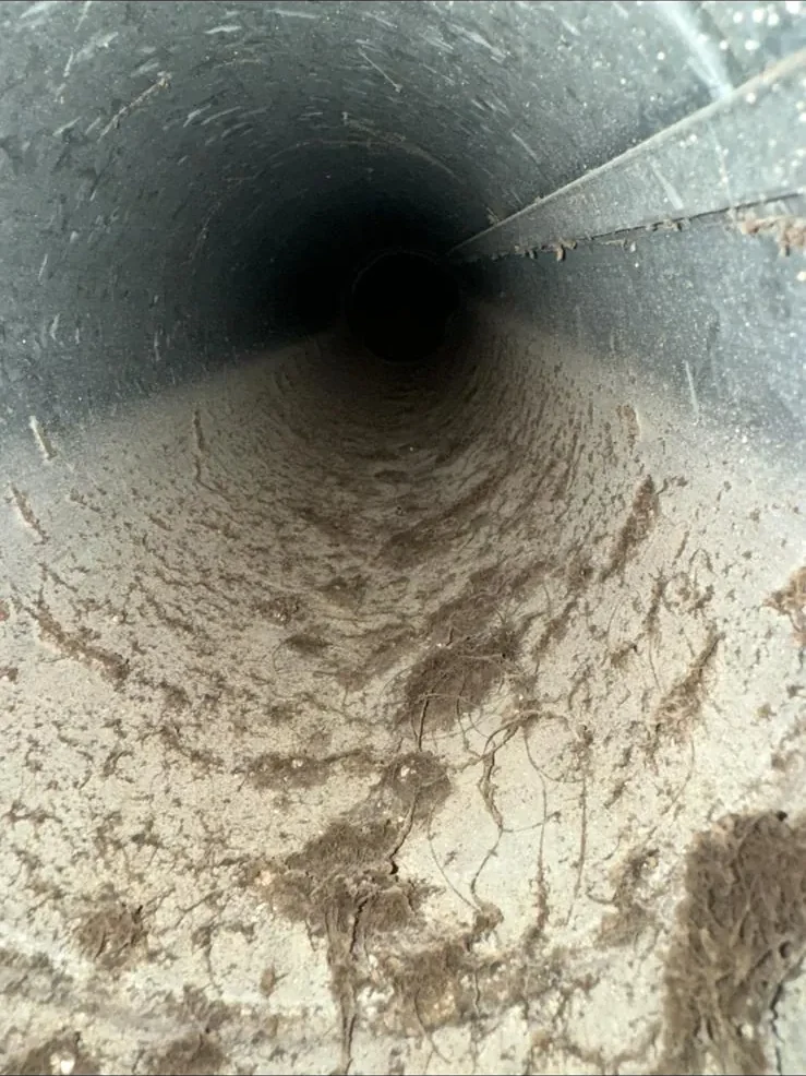 Mold Assessment & Referral